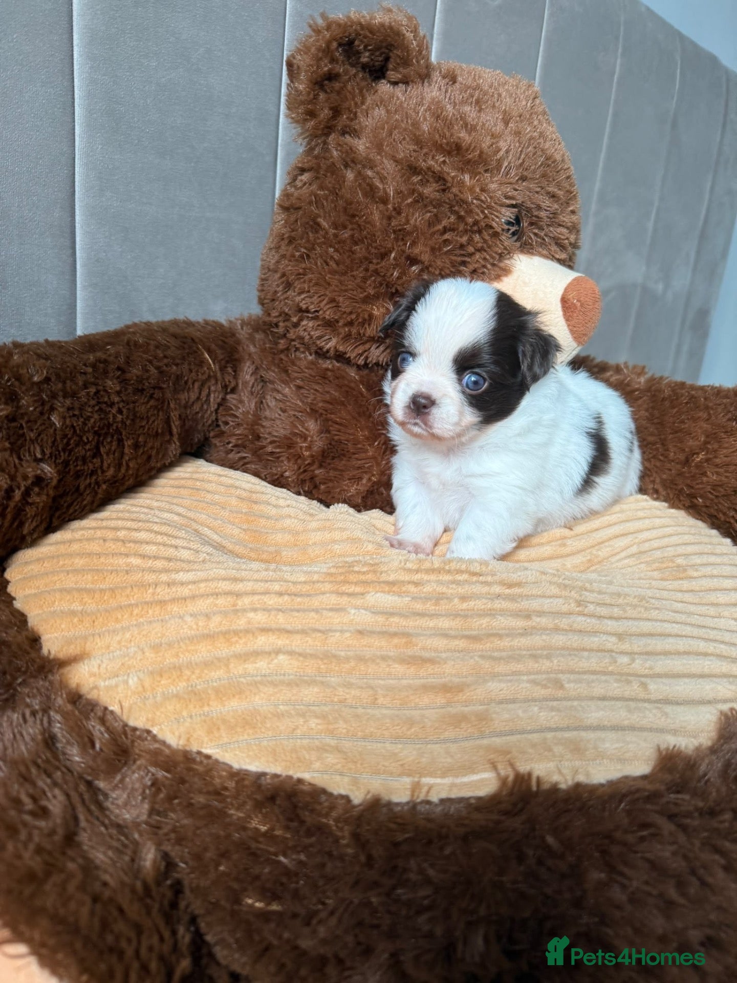 Chihuahua dogs for sale: Very rare chocolate parti girl unreal eyes 💎🍫 - Advert 16