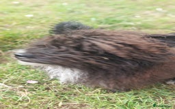 Poodle dogs for stud: Miniature poodle x norwich terrier - Image 19