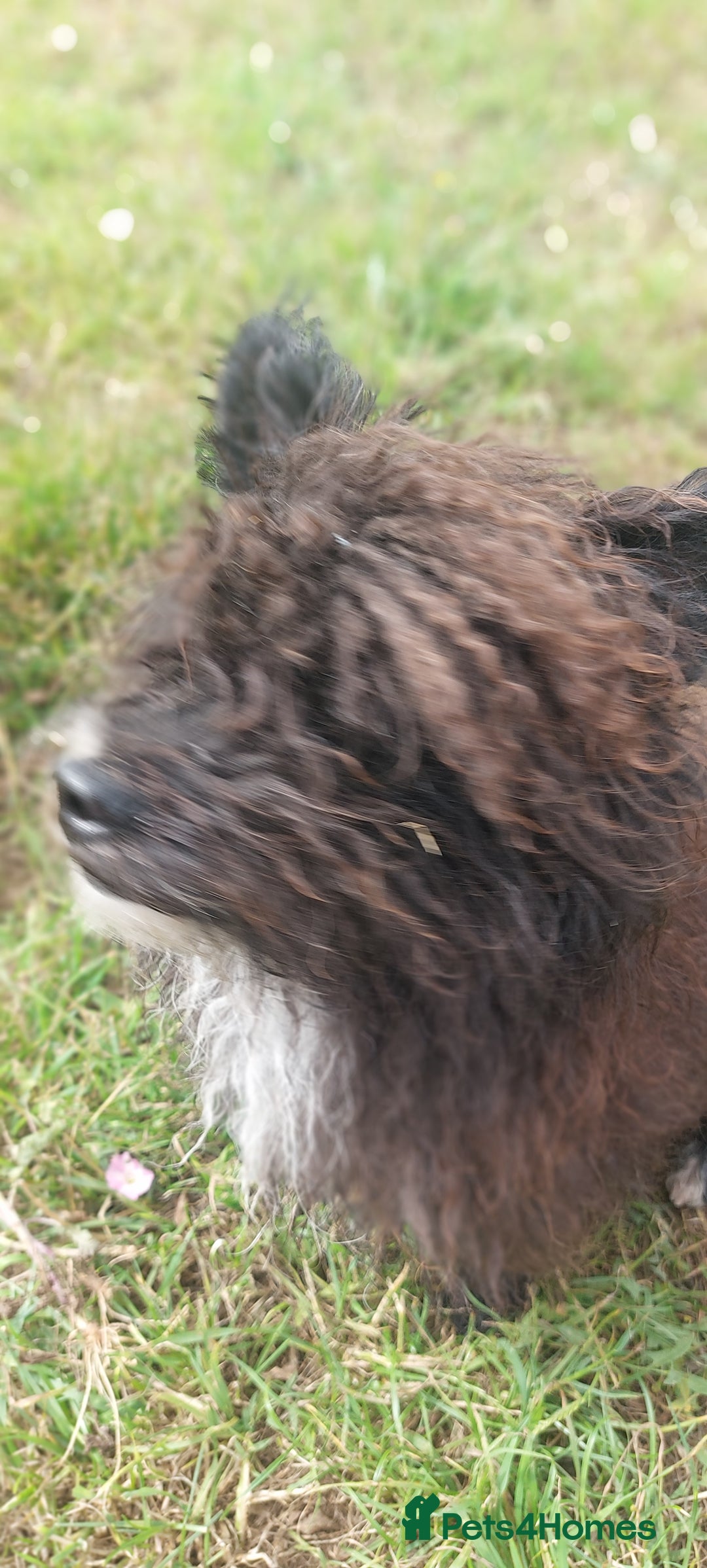Poodle dogs for stud: Miniature poodle x norwich terrier - Image 19