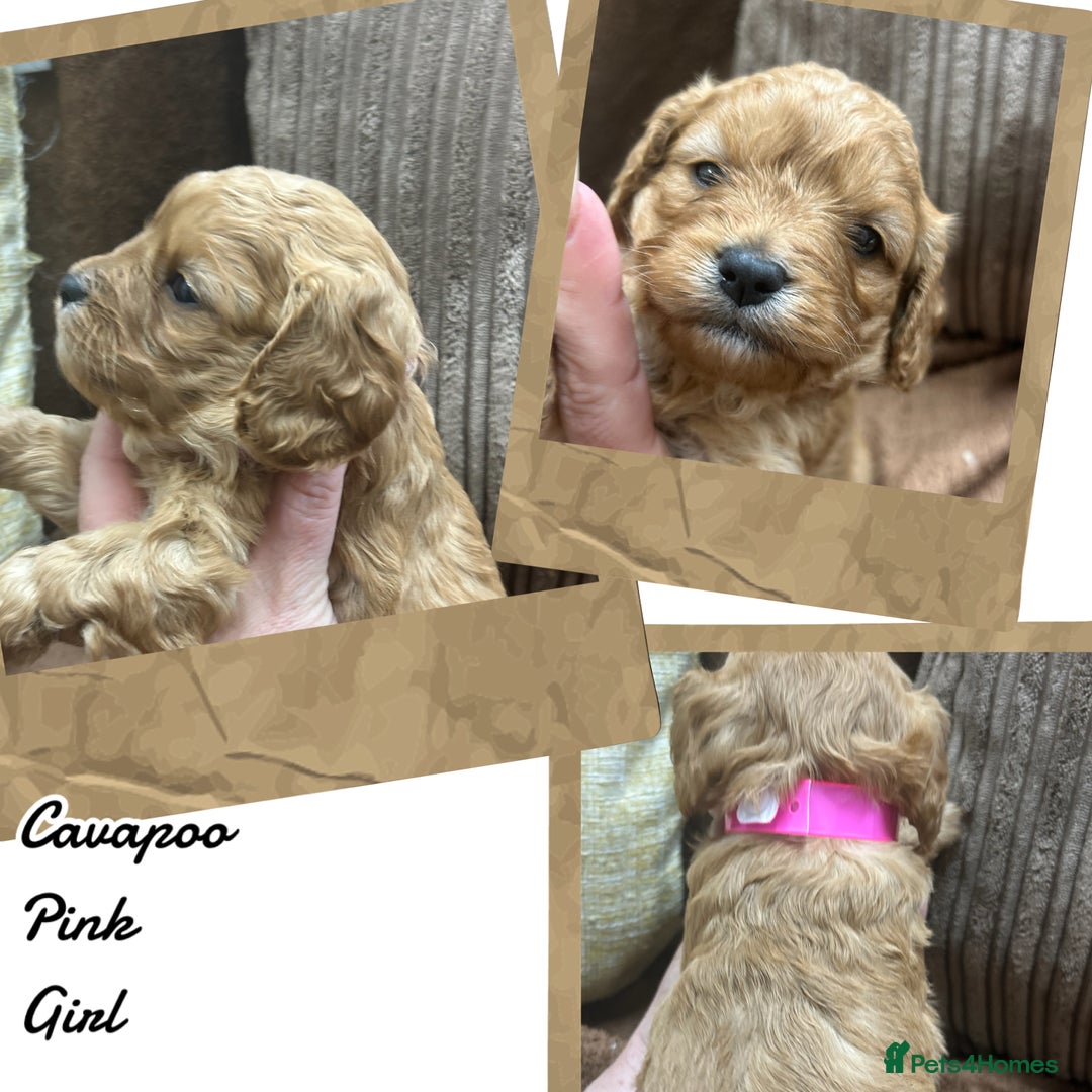 Cavapoo dogs for sale: Beautiful fully DNA tested Cavapoo's  - Image 4
