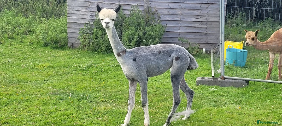 Alpaca livestock for sale: Alpacas for Sale - Advert 20