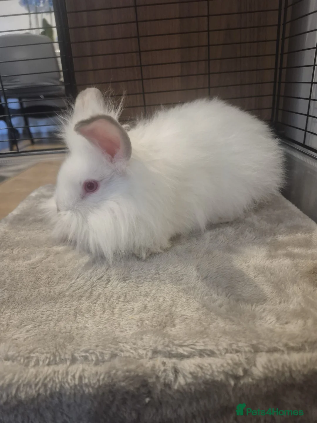 Lionhead rabbits for sale: Lionhead bunnies  - Advert 2