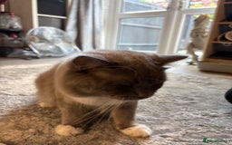Ragdoll cats for sale: 6 blue point ragdolls for sale 5 boys 1 girl  - Image 20