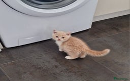 British Shorthair cats for sale: BEAUTIFUL BRITISH SHORTHAIR GCCF registered kitten - Image 12