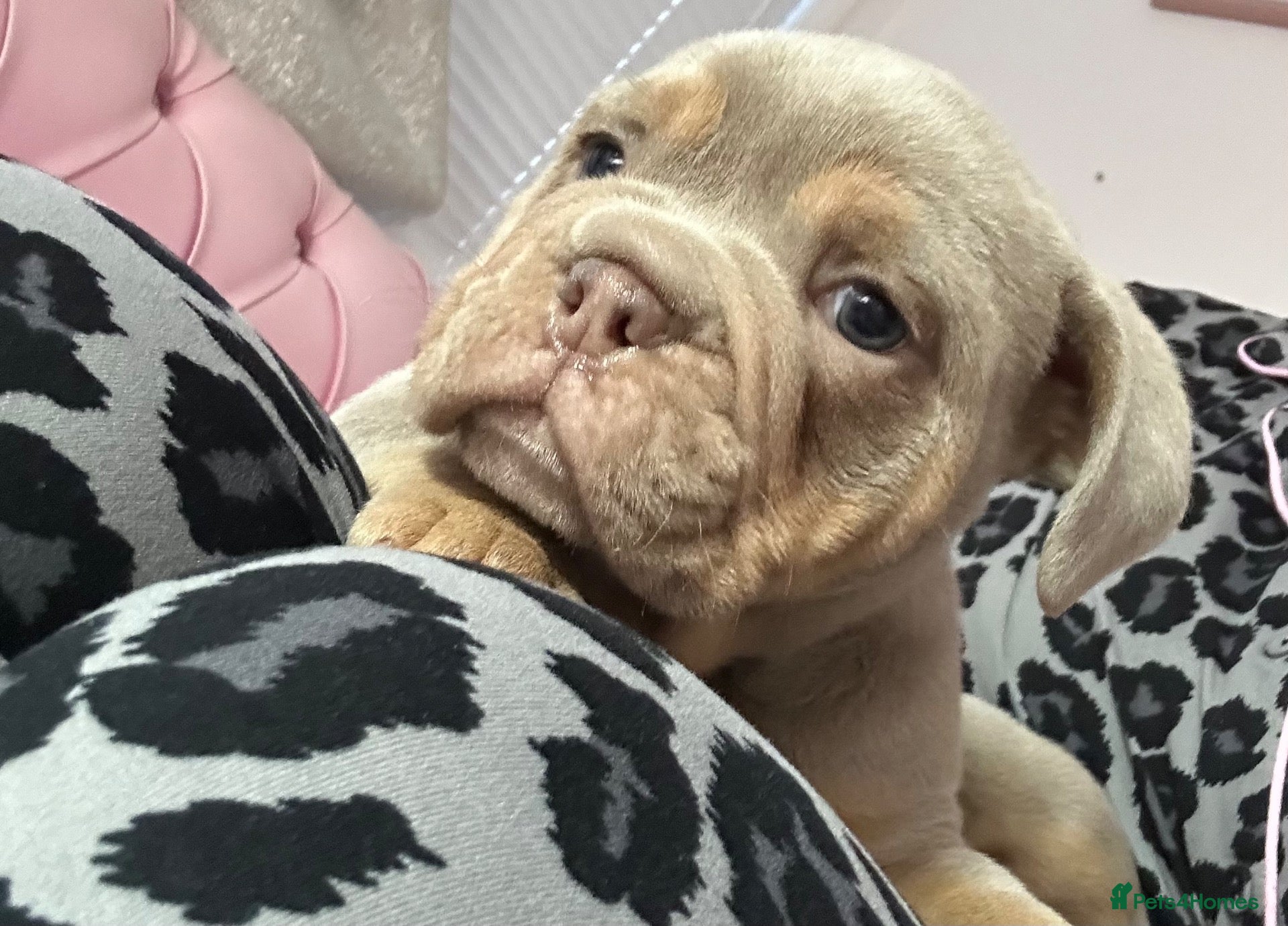 Olde English Bulldogge dogs Outstanding litter of bulldog puppies - Advert 2