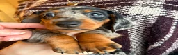 Miniature Dachshund dogs for sale: 🐾KC Silver Dapple - Elite Show Lines - 2.2% COI🐾 - Advert 22
