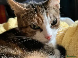 British Shorthair cats 3 adorable male kittens for sale - Advert 7