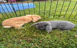 English Lop rabbits for sale: Beautiful English lop babies for sale  - Image 2