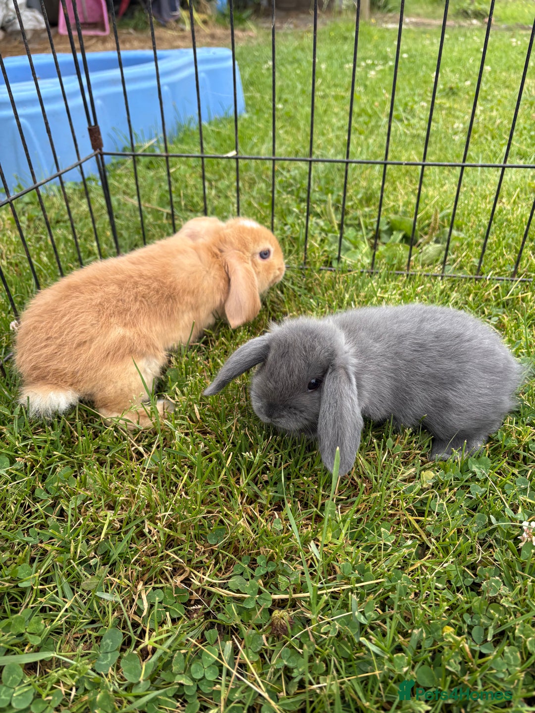 English Lop rabbits for sale: Beautiful English lop babies for sale  - Image 2