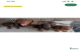 Dachshund dogs for sale: Dapple Boy Dachshund 🐶🐶 - Image 9