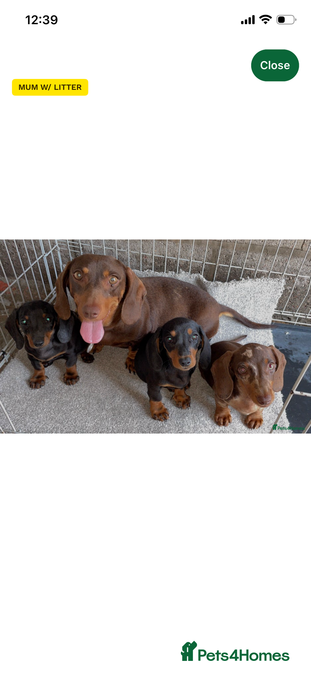 Dachshund dogs for sale: Dapple Boy Dachshund 🐶🐶 - Image 9