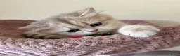 British Shorthair cats for sale: Delightful Golden British Shorthair Kittens - Advert 20