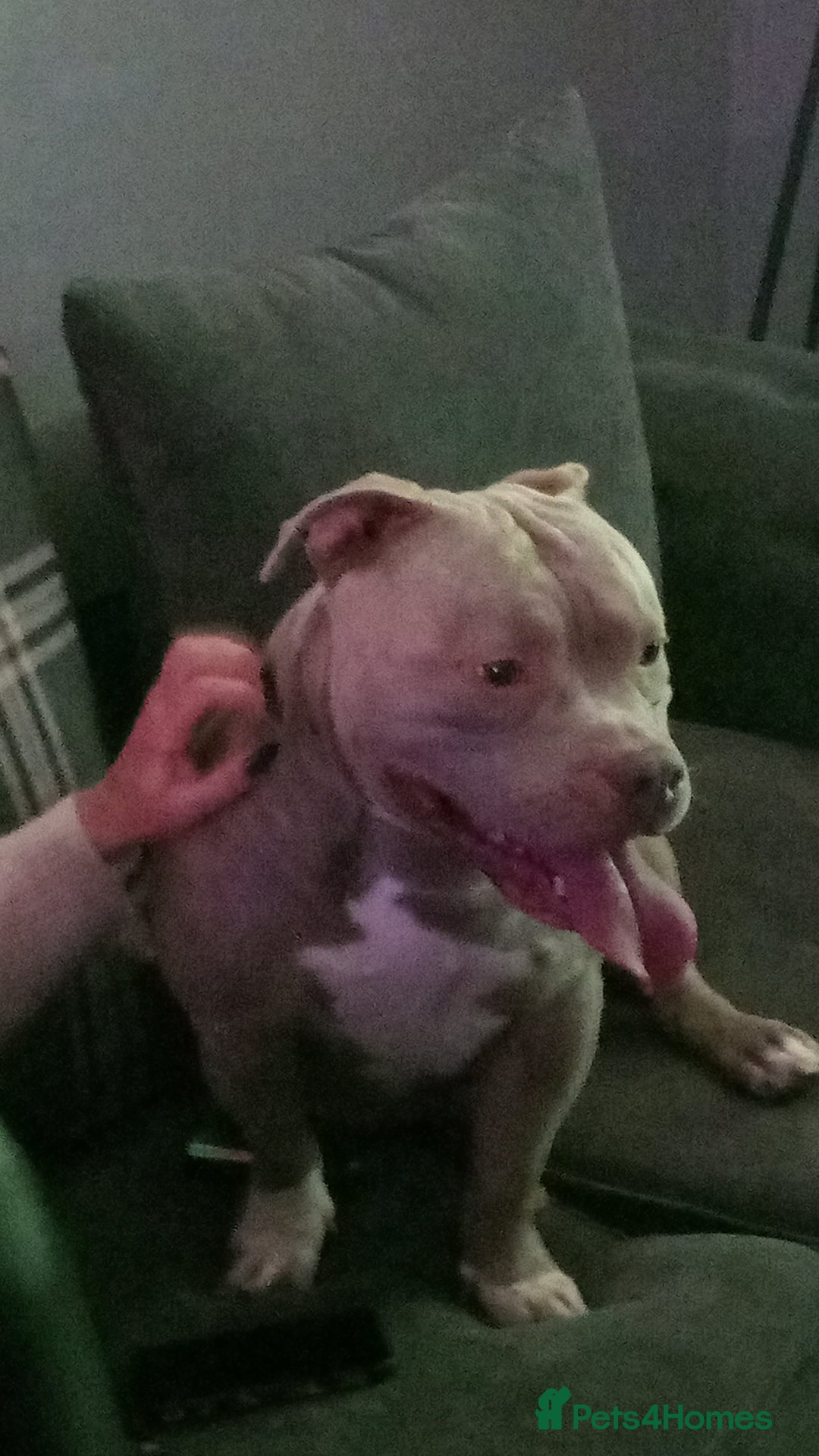 American Bulldog dogs for stud: Pocket bully stud - Advert 7