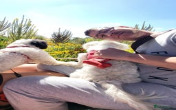 Bichon Frise dogs for sale: Bishon poppy's available  - Image 27
