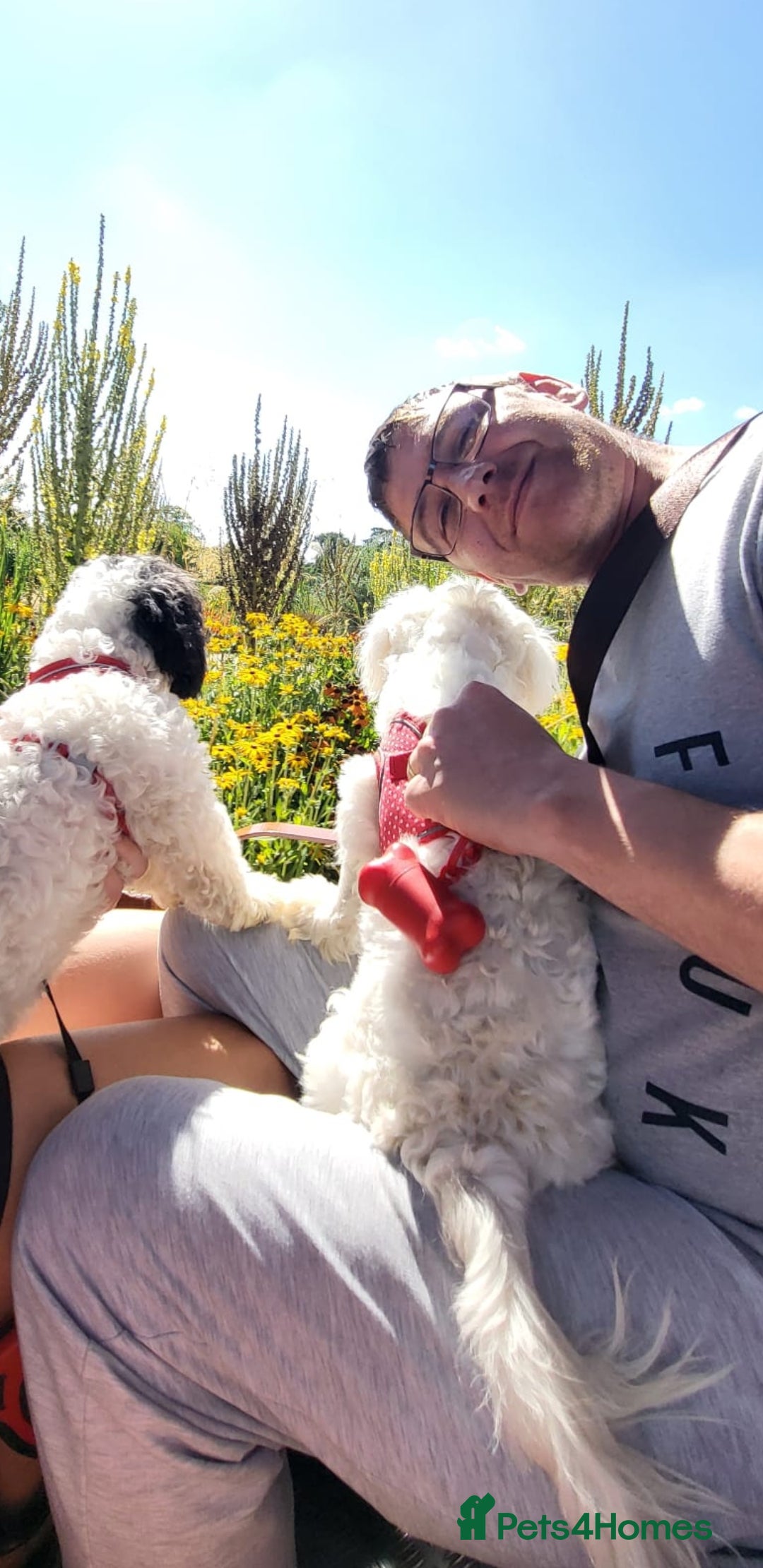 Bichon Frise dogs for sale: Bishon poppy's available  - Image 27
