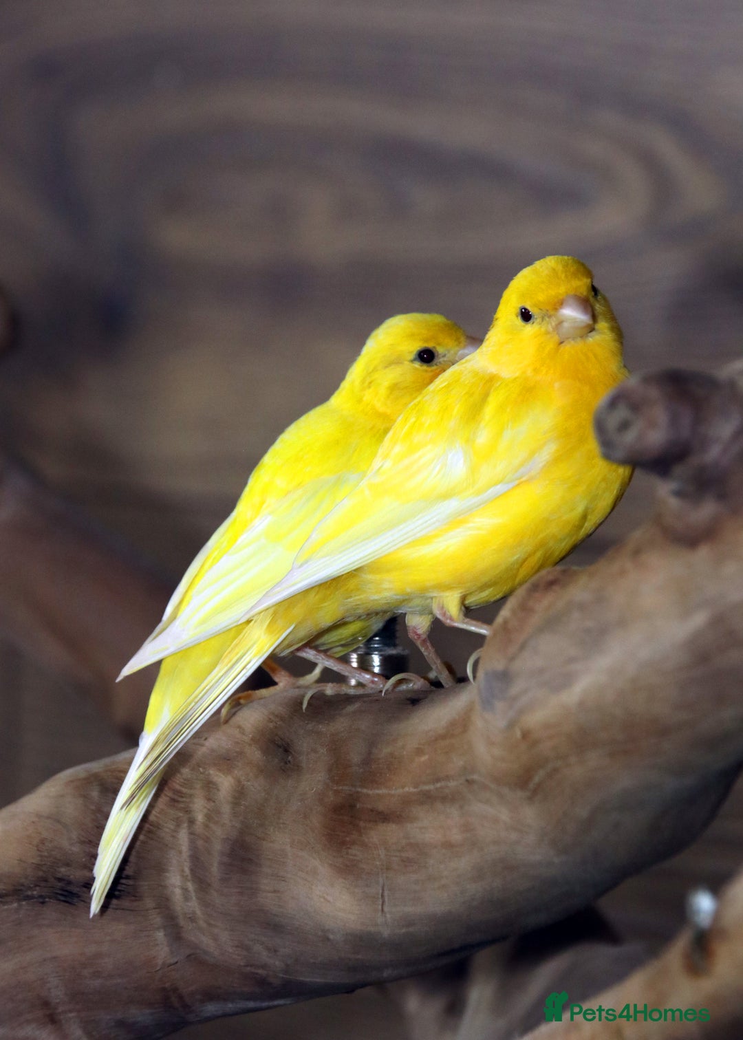 Parrots birds for sale: Talking Parrot and bird Available - Advert 23