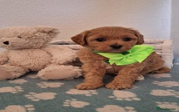 Cavapoochon dogs for sale: 5 🌟 DNA tested Cavapoochon pups - Image 16