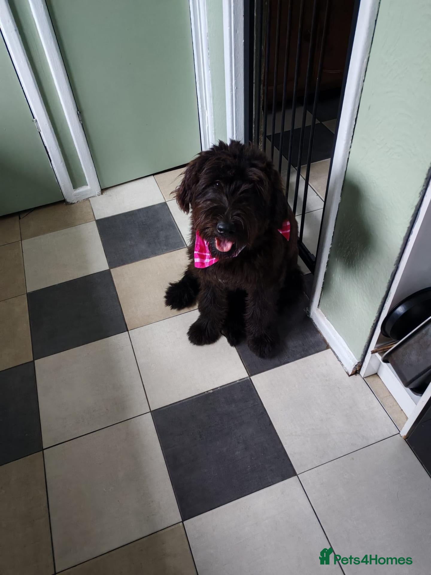 Mixed Breed dogs Giant Schnauzer x Caucasian shepherd  - Advert 1