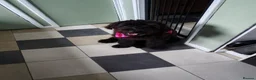 Mixed Breed dogs for sale: Giant Schnauzer x Caucasian shepherd  in Hull - Advert 1
