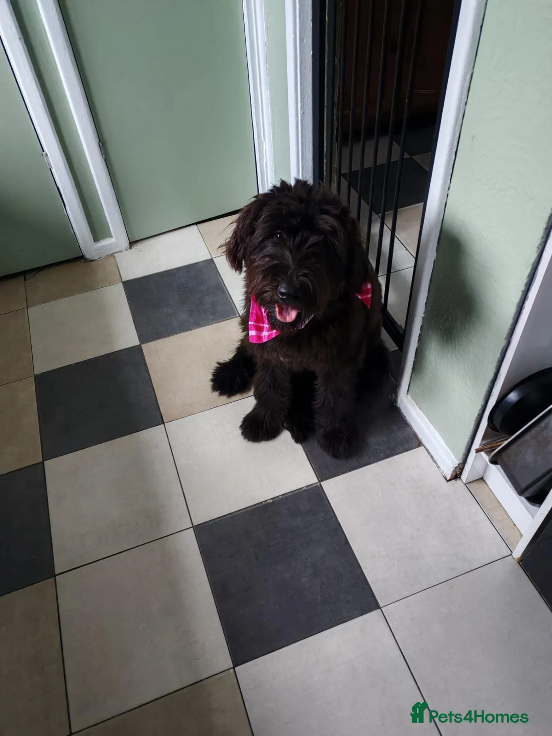 Mixed Breed dogs for sale: Giant Schnauzer x Caucasian shepherd  in Hull - Advert 1