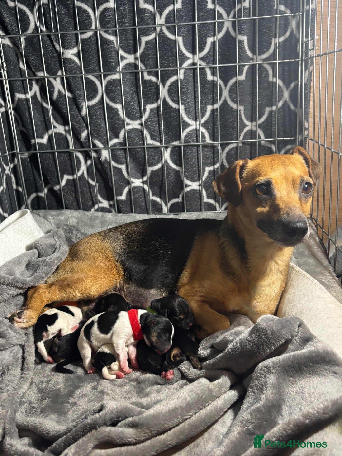 Jack Russell dogs Our beautiful girl Fia has had 8 beautiful babies  - Advert 1