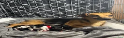 Jack Russell dogs for sale: Our beautiful girl Fia has had 8 beautiful babies  - Advert 1