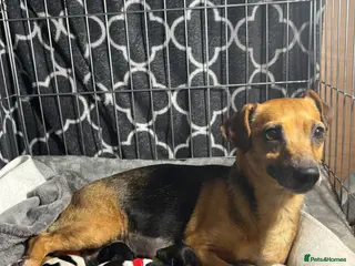 Jack Russell dogs Our beautiful girl Fia has had 8 beautiful babies - Advert 1