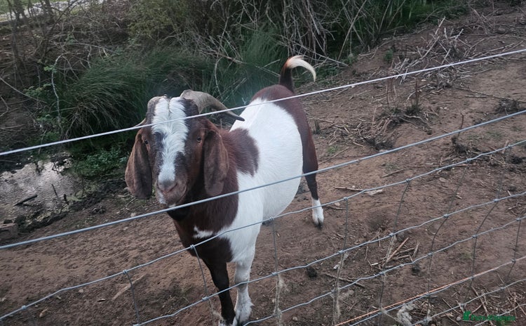 Goats livestock - Advert 3