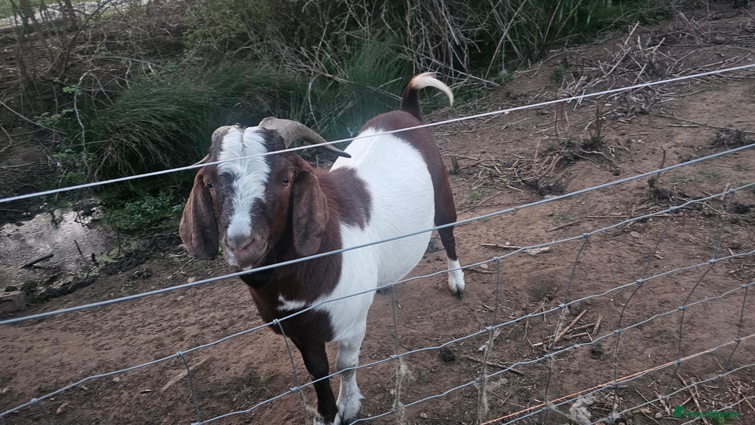 Goats livestock for sale: Pedigree Proven Boer Buck - Image 1