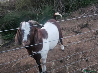 Goats livestock - Advert 1