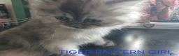Ragdoll cats for sale: Rare Pattern Ragdoll-Super cudly teddybear kittens - Advert 29
