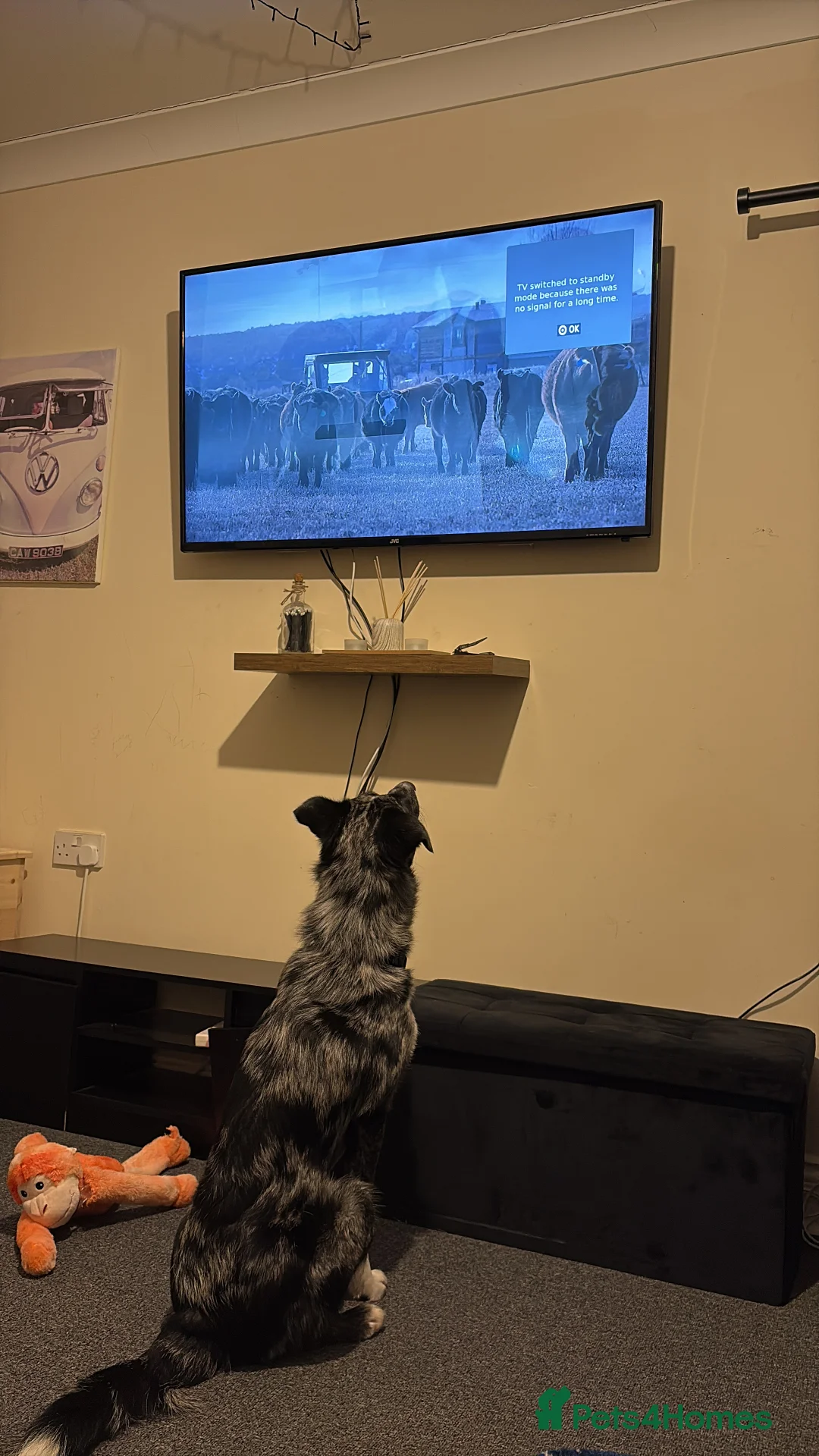 Mixed Breed dogs for sale: Reggie  - Advert 4