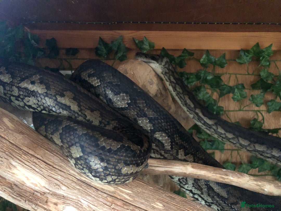 Python Snake reptiles for sale: Carpet python  - Advert 4