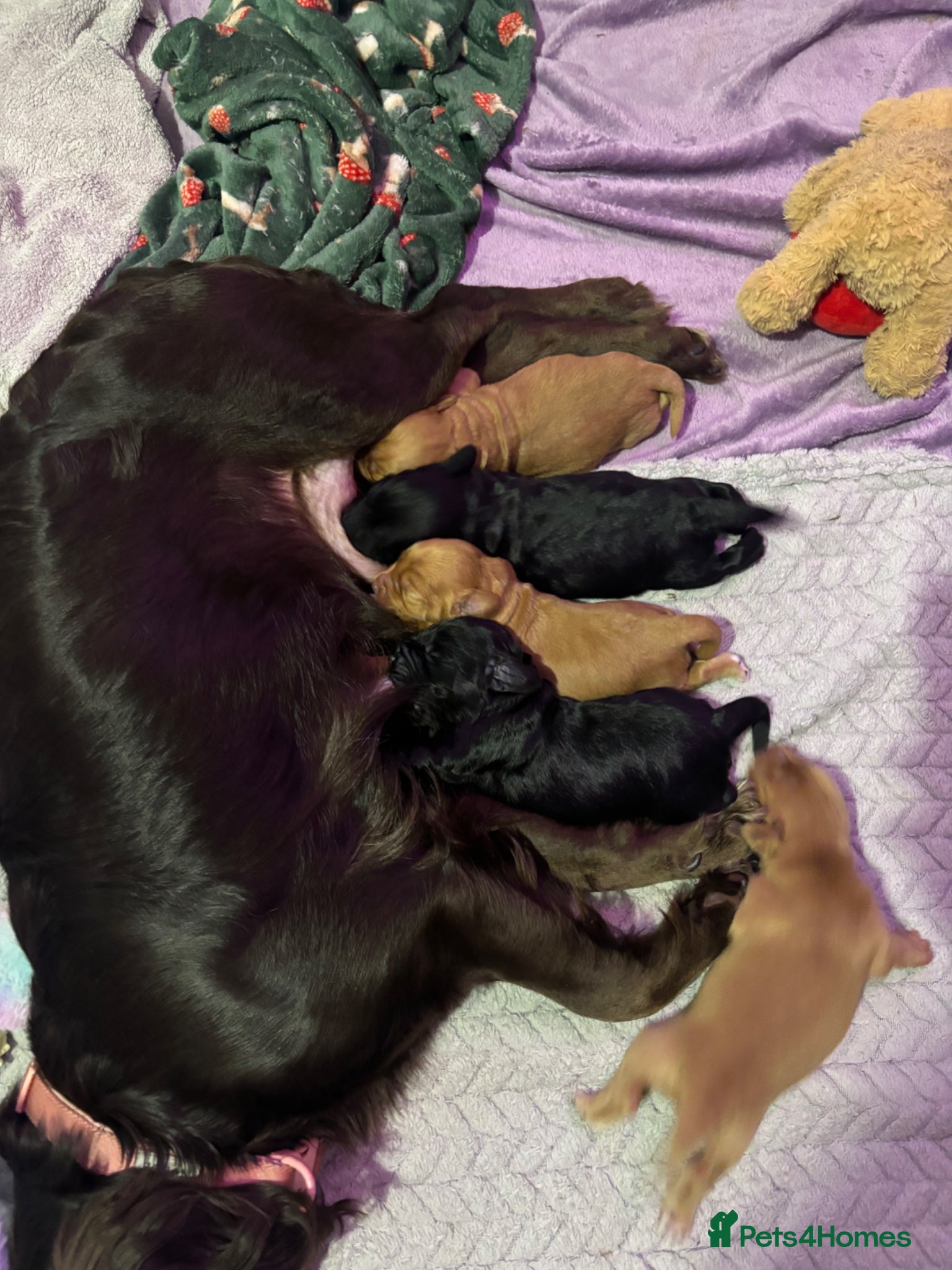Cocker Spaniel dogs for sale: Working cocker spaniel puppies - Advert 1