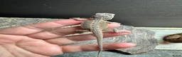 Gecko reptiles for sale: Lizards for rehome  - lot to choose from  - Advert 13