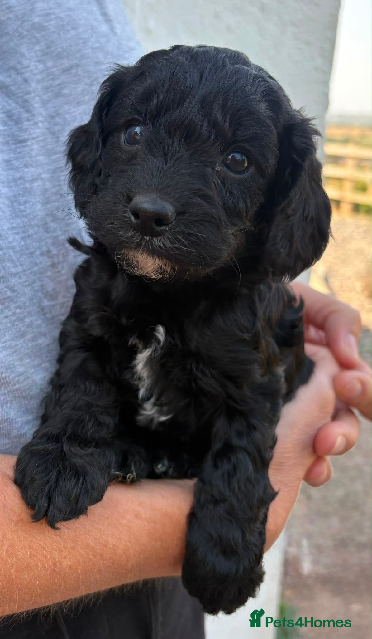 Cockapoo dogs Cockapoo puppies - Advert 2