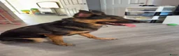 Mixed Breed dogs for sale: Female German shepherd cross  - Advert 3