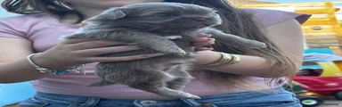 Shih Tzu 1