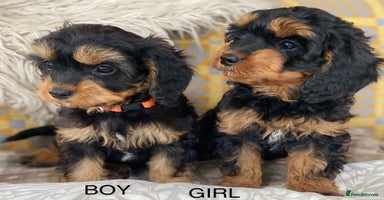 Cavapoo dogs - Advert 13