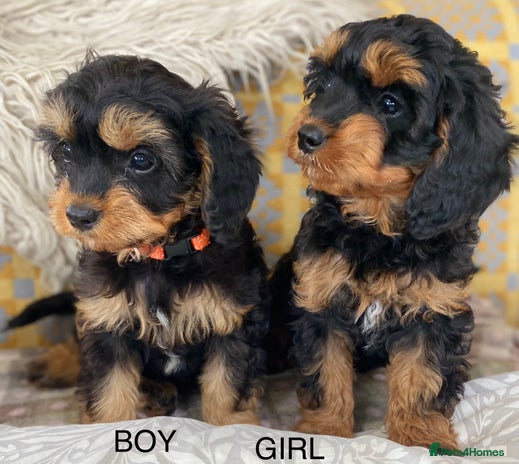 Cavapoo dogs - Advert 1