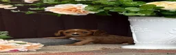 Cavapoo dogs for sale: Beautiful cavapoos  - Advert 24
