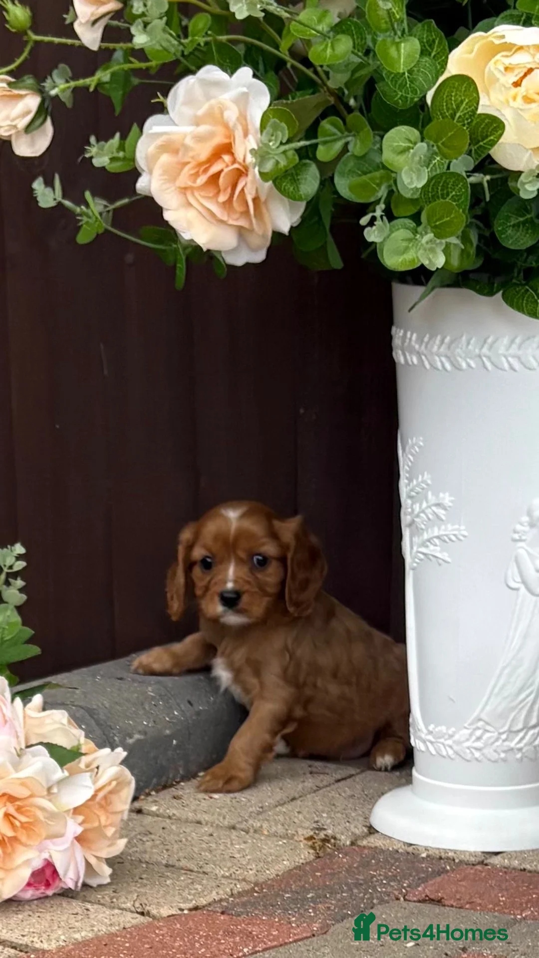 Cavapoo dogs for sale: Beautiful cavapoos  - Advert 24
