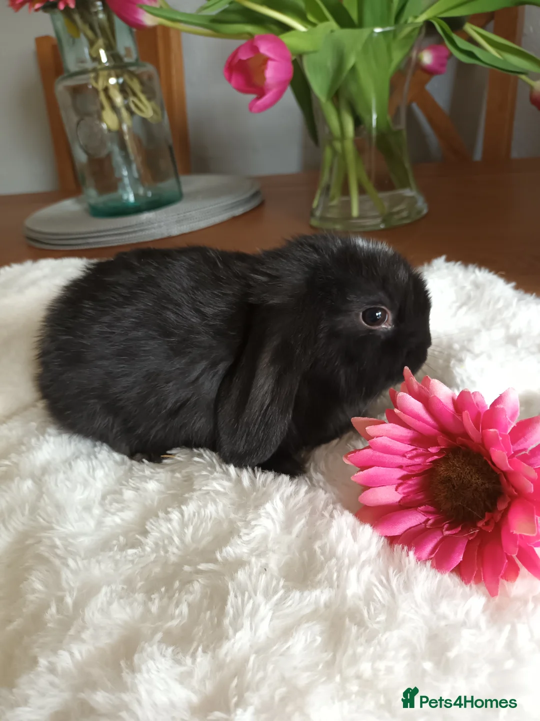 Mini Lop rabbits for sale: Beautiful mini lops - Advert 2