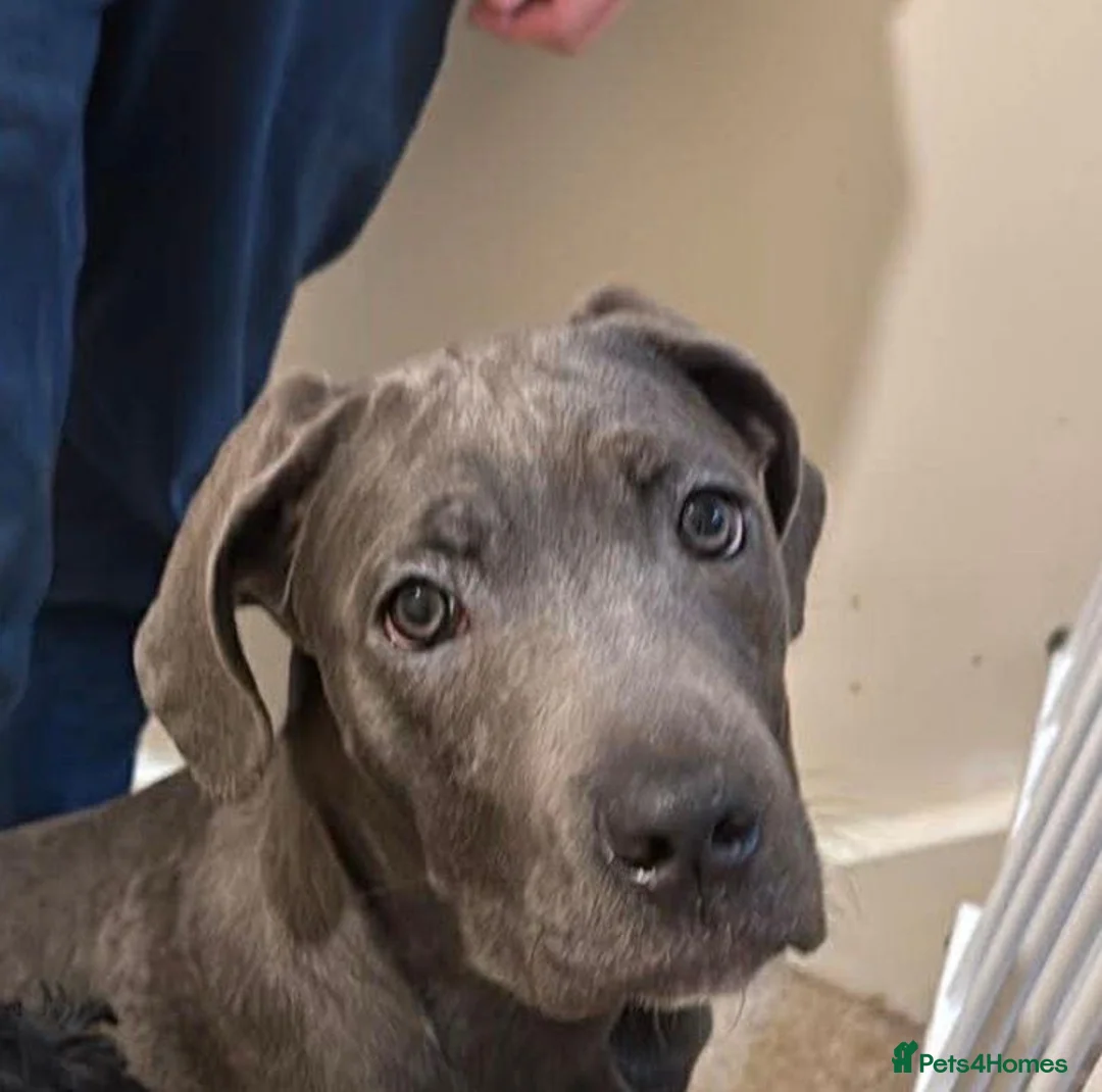 Cane Corso dogs for sale: Elsie - Advert 3