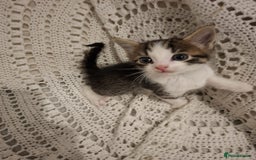 British Shorthair cats for sale: beautiful kittens available to pick up - Image 1