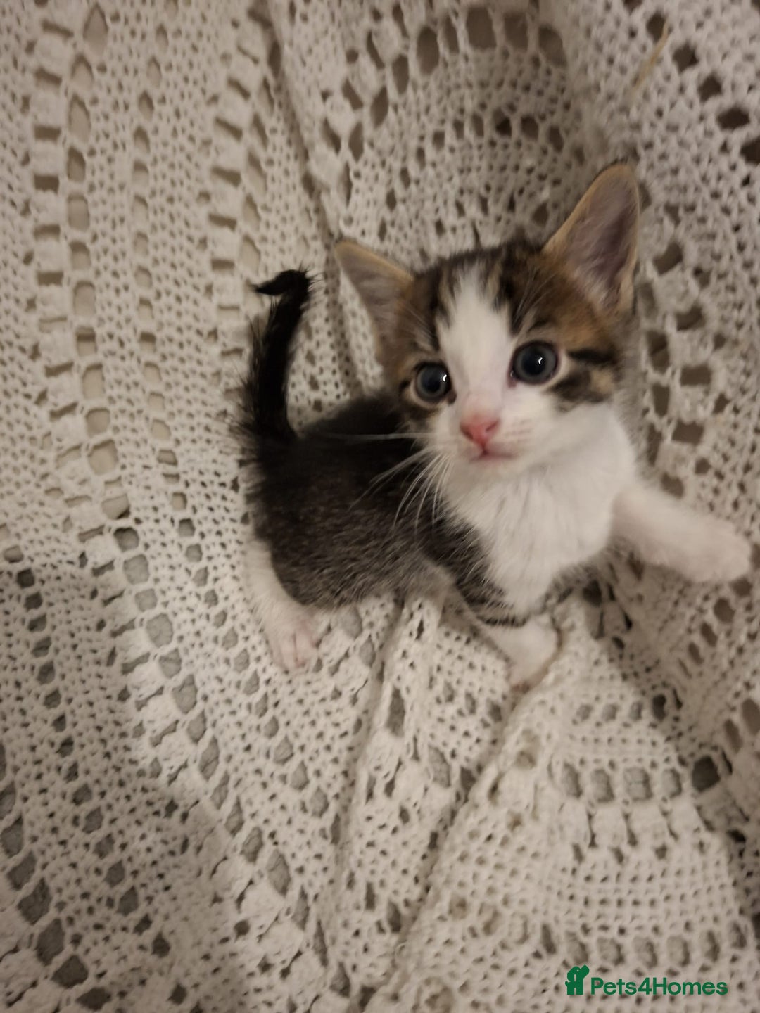 British Shorthair cats for sale: beautiful kittens available to pick up - Image 1