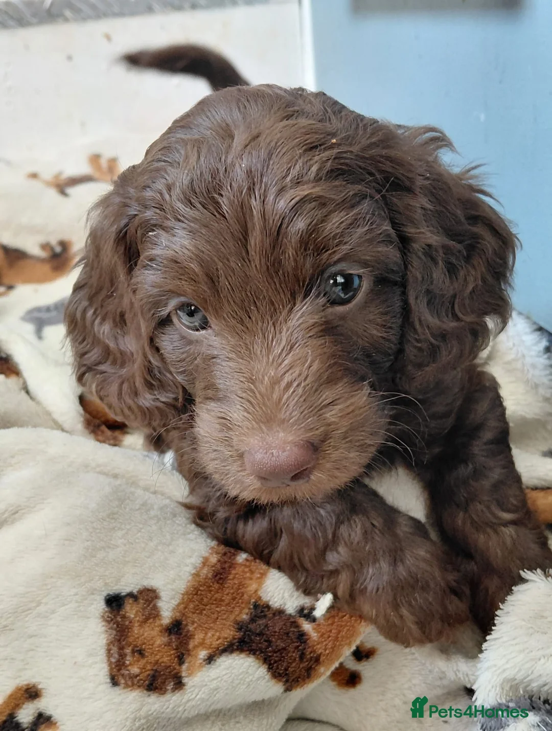 Doxiepoo dogs for sale: Male doxiepoo pup  - Advert 1