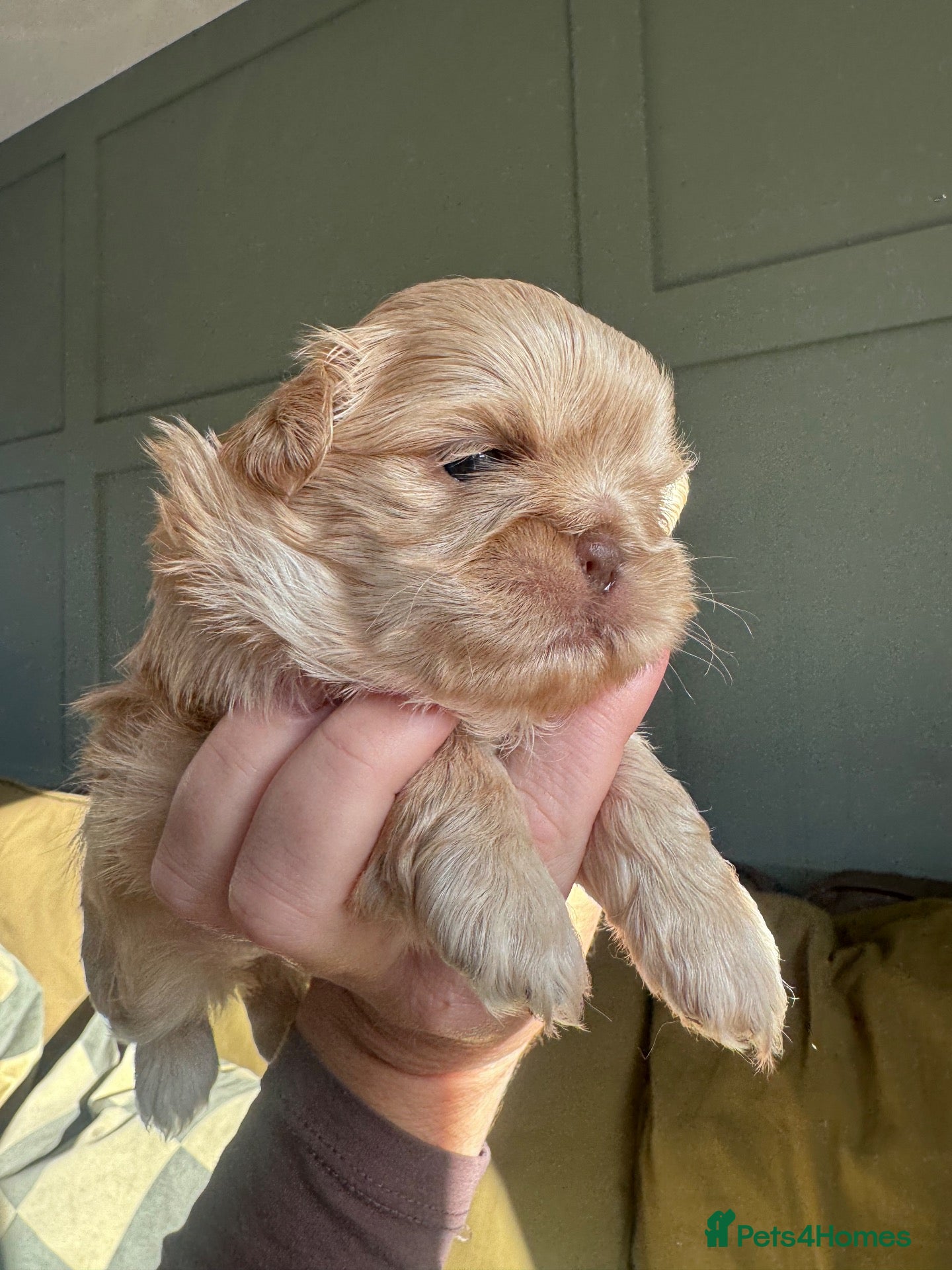Shih Tzu dogs One cream female available  - Advert 13