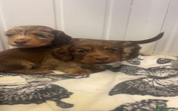 Miniature Dachshund dogs for sale: Long haired dapple miniature Dachsund puppies - Image 1