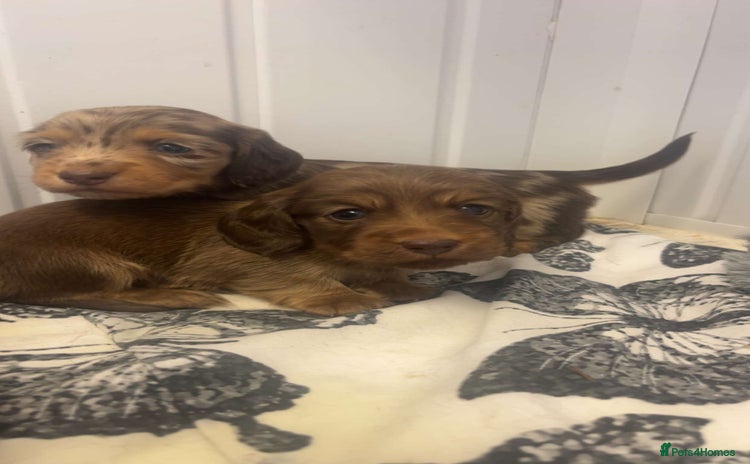 Miniature Dachshund dogs - Advert 1
